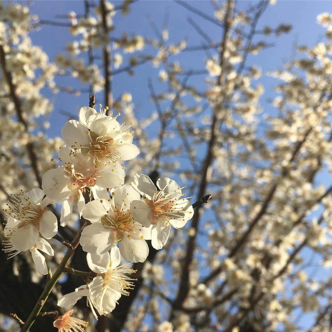 佐竹明咲美さんのインスタグラム写真 - (佐竹明咲美Instagram)「実家の庭で、 小学校の入学時に植えた 梅の花が満開に🌸 たくさんのミツバチが遊びにきてました♪ うちの庭はすっかり春だなぁ(*´꒳`*)」2月27日 15時25分 - asami_satake