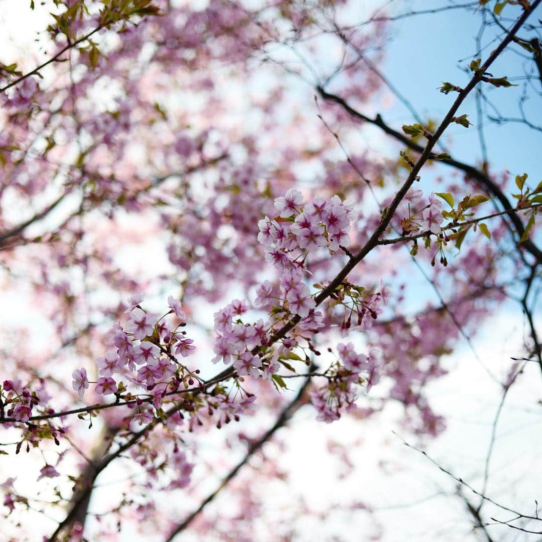 石川涼のインスタグラム：「今日は暖かいね。もうすぐ春が来る。  #桜#cherryblossom#leicasl」