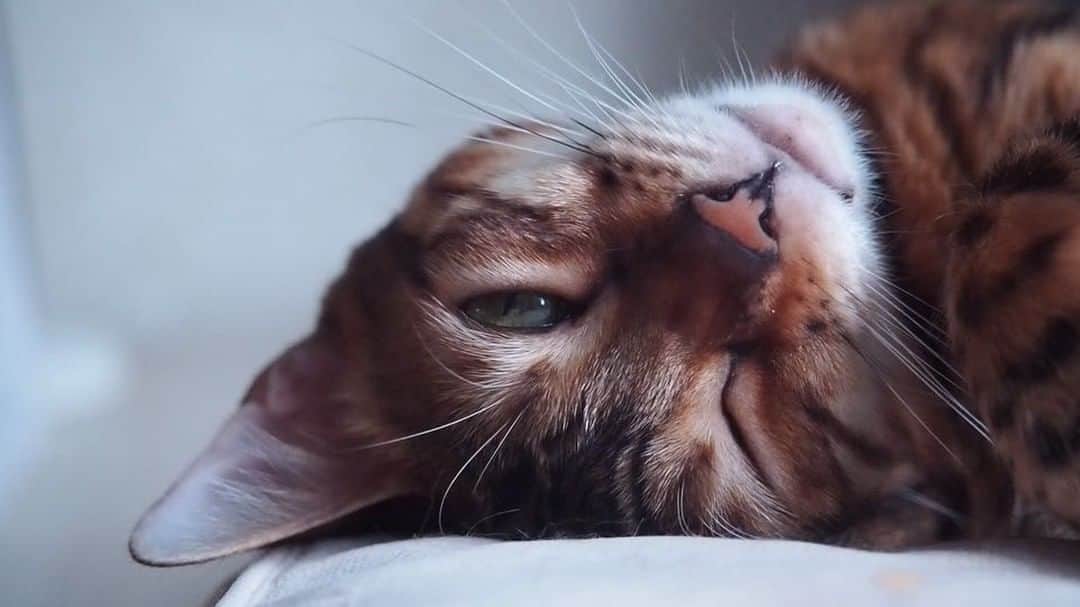 Celeb Bengal Cat · Simbaのインスタグラム：「That’s how my morning begins 😇」