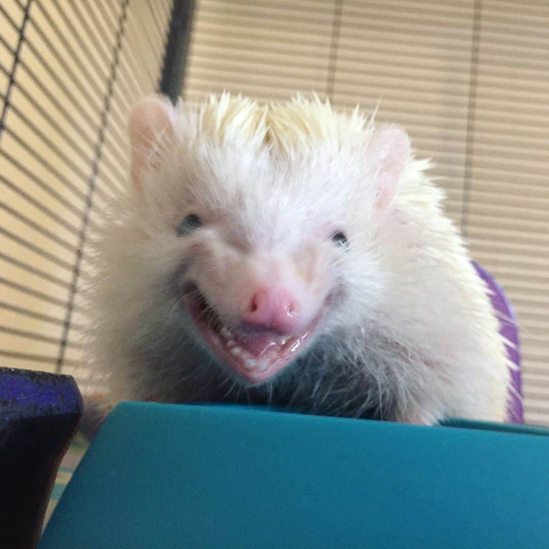 ハフのインスタグラム：「When someone tells a joke and you don’t get it but you laugh anyway to be polite. 😂😅」