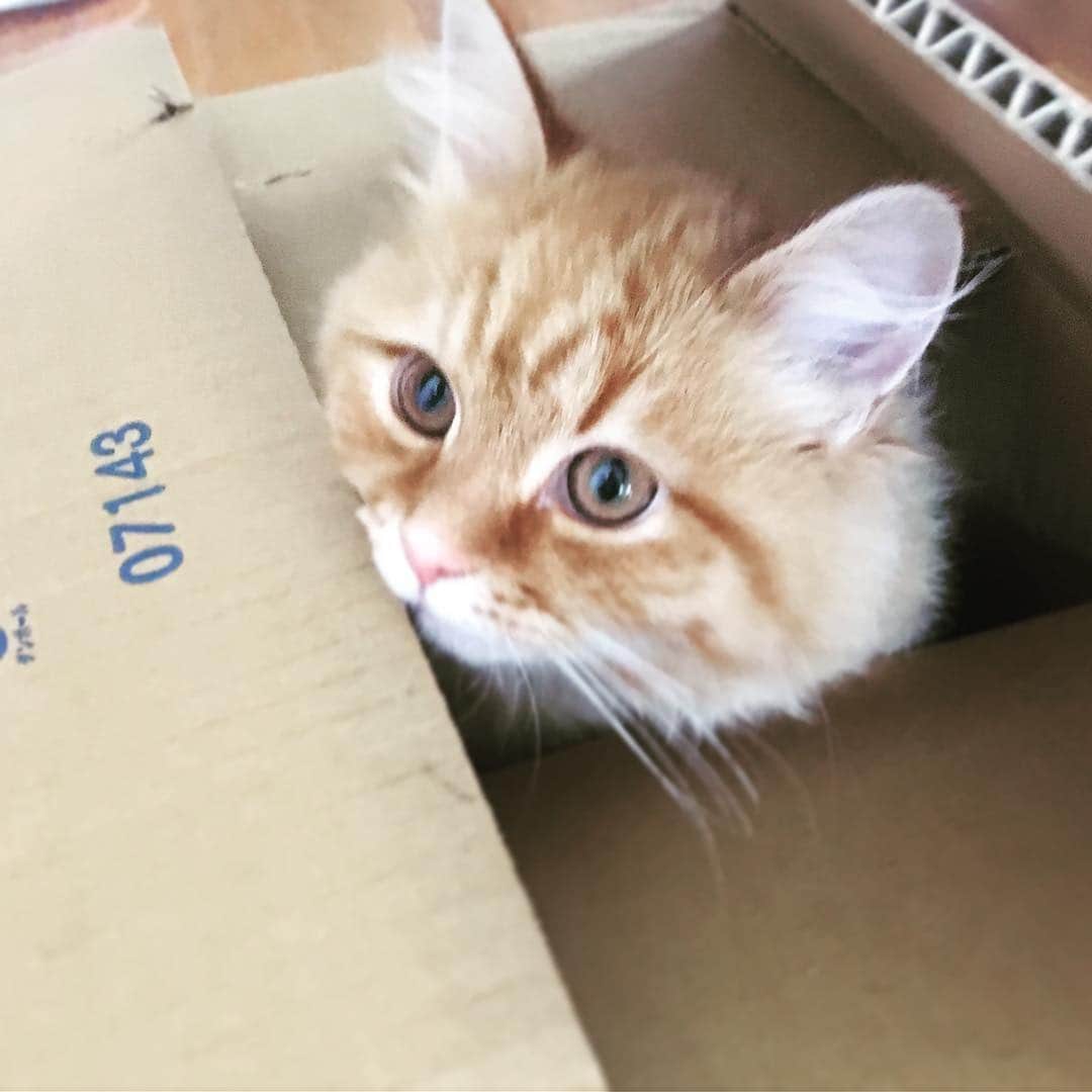 ばばかよのインスタグラム：「Sometimes He has spent in cardboard like any other cat.猫はダンボール📦に入る様も絵になる。#猫 #ダンボール #cat #cardbord #fine #daily」