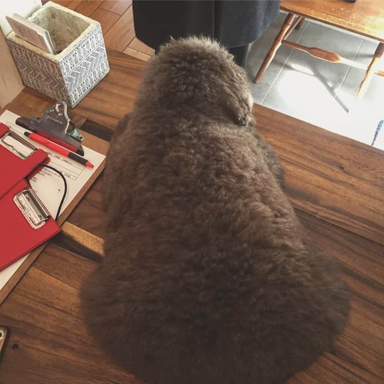 山城悠希のインスタグラム：「でかい。」