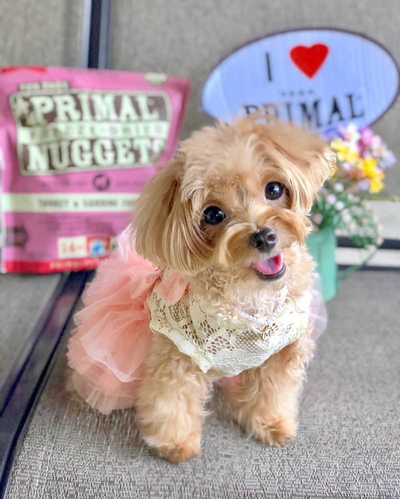 Ⓜ️їк◎ みこ 미코 ? Dogsのインスタグラム：「Happy last day of February and hope you have a pawderful March 😘 《I ❤️ PRIMAL》 and am looking forward to my meal time every day 🤤😂 . @primalpetfoods @b2kpet #primalpetfoods #b2kpet #MikoandB2KPet . 💗💙💗 📆〔28Feb2018〕 #maltipoosofinstagram #dogs #barkhappy #maltipoo #maltese #toypoodle #ワンコ #わんこ #犬 #いぬ #トイプードル #dogsoftheday #poodlesofficial #poodle #puppylove #petfancy#furball #sgpet #poodleclub #poodleclubsg #furbabies #furballs #fluffypack #puppiesforall #pawsomepoodles #singaporedogs」