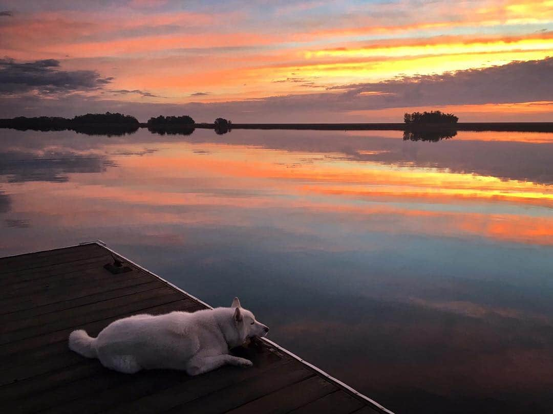 John Stortzのインスタグラム：「Morning calm turning the water to glass and this dope is probably off somewhere in his head thinking about a big wet pile of garbage he could be rolling around in」