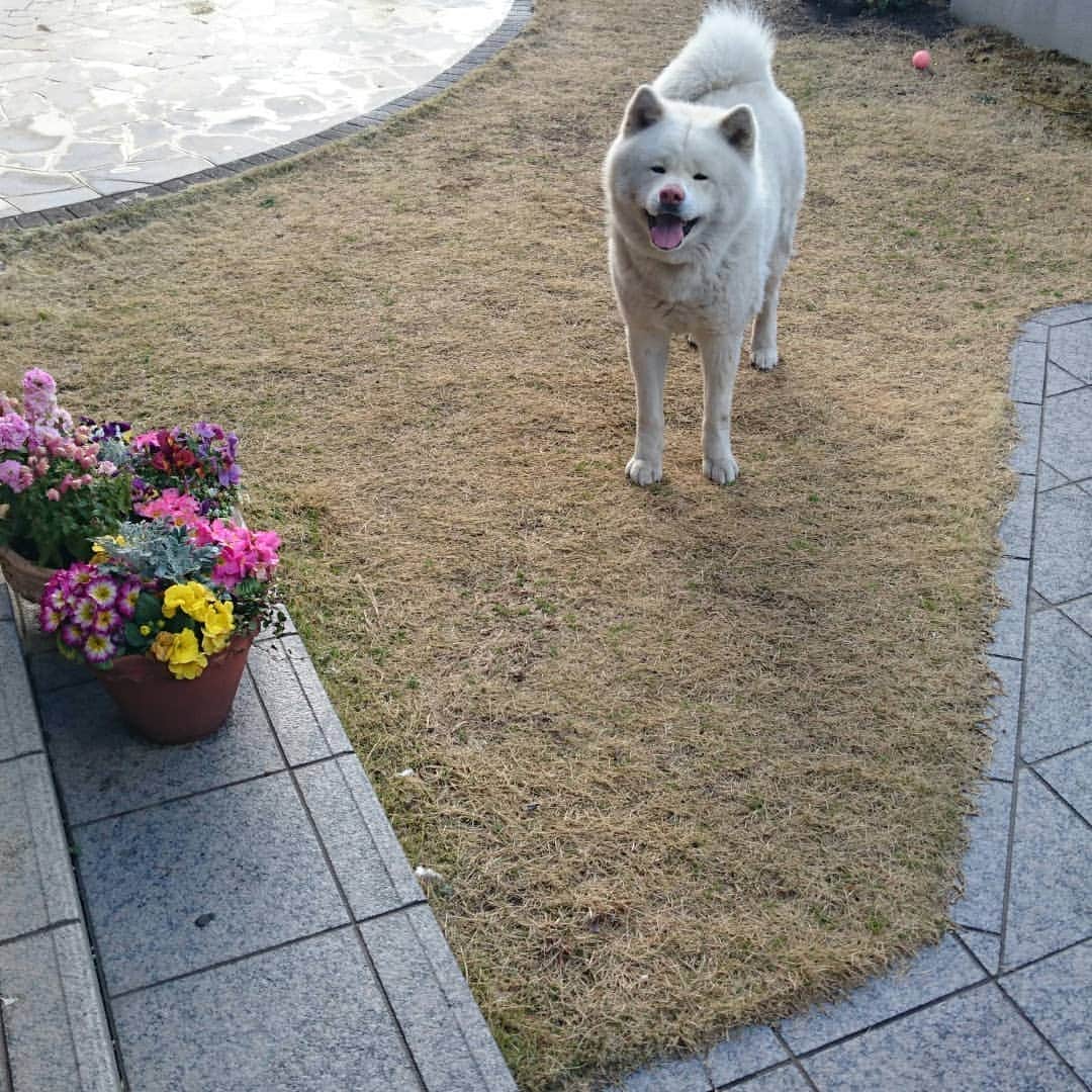水谷雅子さんのインスタグラム写真 - (水谷雅子Instagram)「#おはようございます  #秋田犬 #秋田犬マグ #akitadog #dog  こちら春の嵐は去って行きました。 気持ちのいい青空なので思わず📷パシャリ🎵 これから気温が上がりそうです。 花粉対策はしっかりとして下さいね❗ 🎄🌁😵」3月1日 7時47分 - mizutanimasako