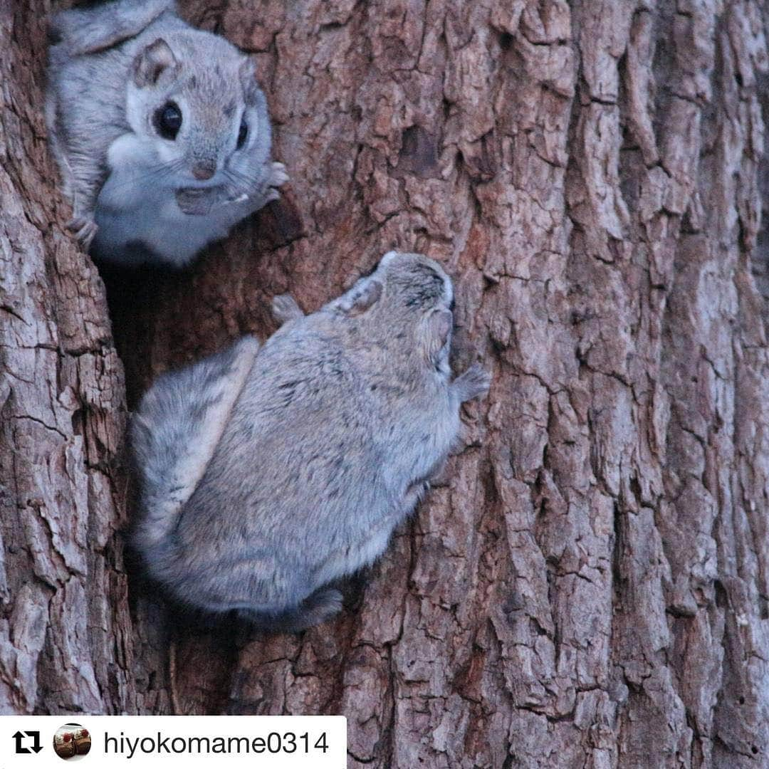 旅して体験！北海道さんのインスタグラム写真 - (旅して体験！北海道Instagram)「#Repost @hiyokomame0314 (@get_repost) ・・・ もふもふモモンガちゃん( *´艸)  #撮って旅北海道 #北海道 #エゾモモンガ #写真を撮るのが好きな人と繋がりたい」3月1日 9時34分 - hokkaido_taiken