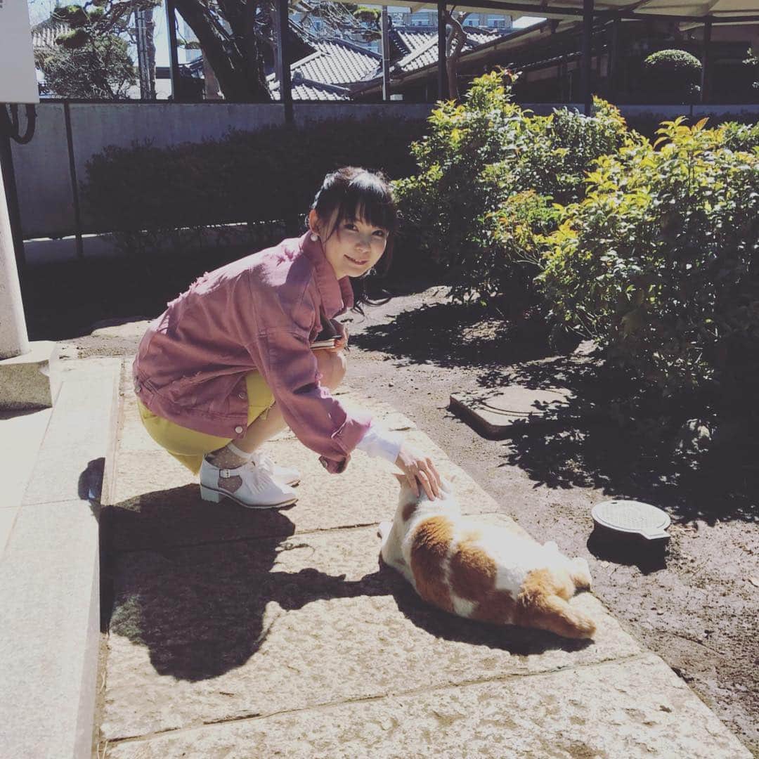 中川翔子さんのインスタグラム写真 - (中川翔子Instagram)「今日は番組ロケで猫と遊んでます♪ #中川翔子 #しょこたん #猫 #ネコ #cat #cute」3月1日 12時50分 - shoko55mmts