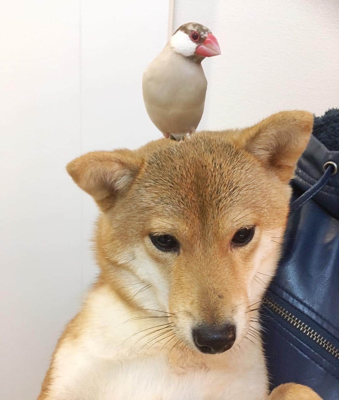 VANRIのインスタグラム