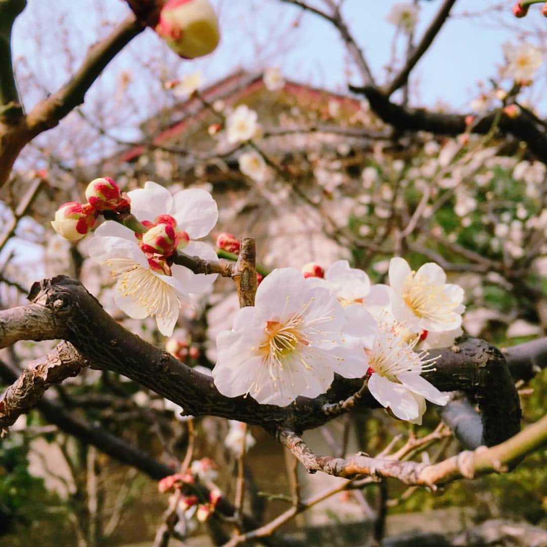 佐藤幸子のインスタグラム：「息子と公園散歩してたら春っぽいなんかの花が咲いてましたよ。  #梅の花？ #桜？ #なんの花かわからん」