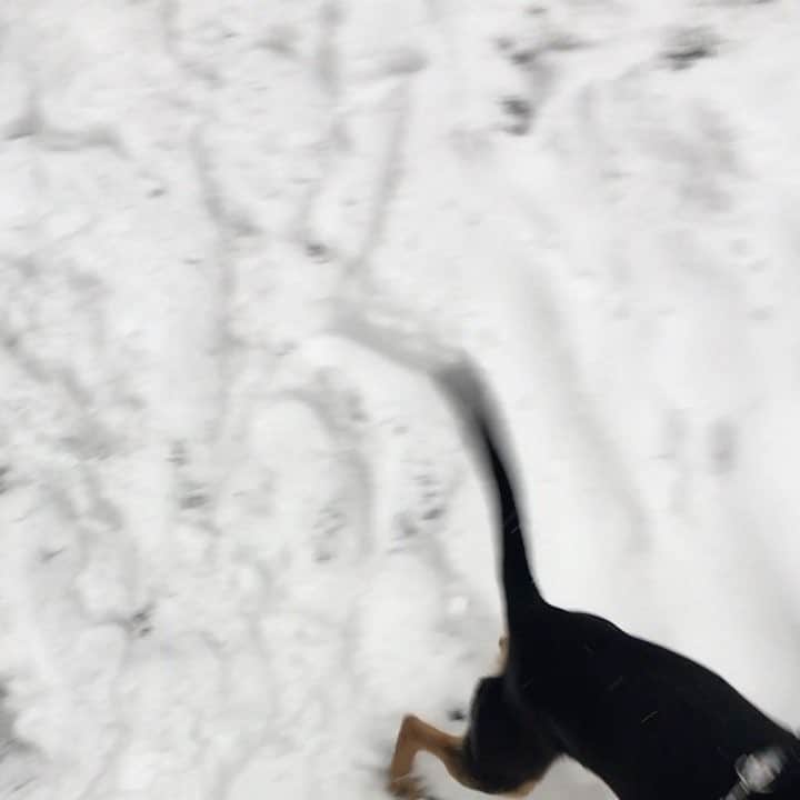 アンドレア・セクリンのインスタグラム：「🐕❄️🐾」
