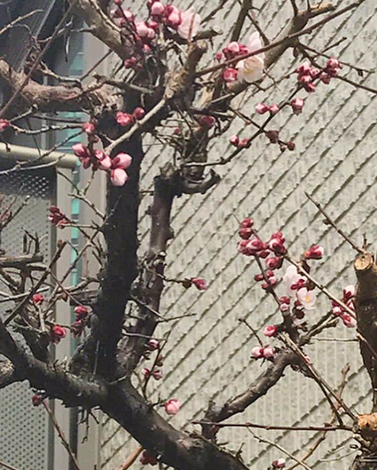 丸田佳奈さんのインスタグラム写真 - (丸田佳奈Instagram)「昨日は持病の頭痛が一日中かなりひどくて。 天気のせいですねきっと。  少しでも元気に仕事をしようと、珍しく甘いラテなんか飲んでみた。 桜。 かわいい。 2日前に桜の花が咲きかけているのも見つけました。 春ですね。  一晩寝て体調はすっかり回復！(^-^) 本日は大阪です。  皆さんたくさんのご意見ありがとうございます。  #頭痛 #偏頭痛 #緊張型頭痛 #混合型頭痛 #回復 #桜 #さくらラテ #ピンク #富士山 #大阪 #日帰り」3月2日 11時39分 - kanamaruta