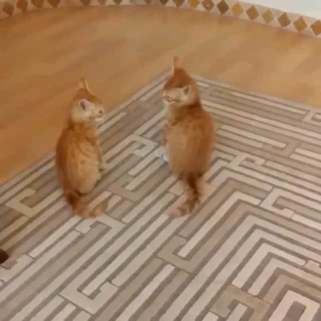 Paw Heartのインスタグラム：「Want a hug?🤗😹😍 @pawheart」