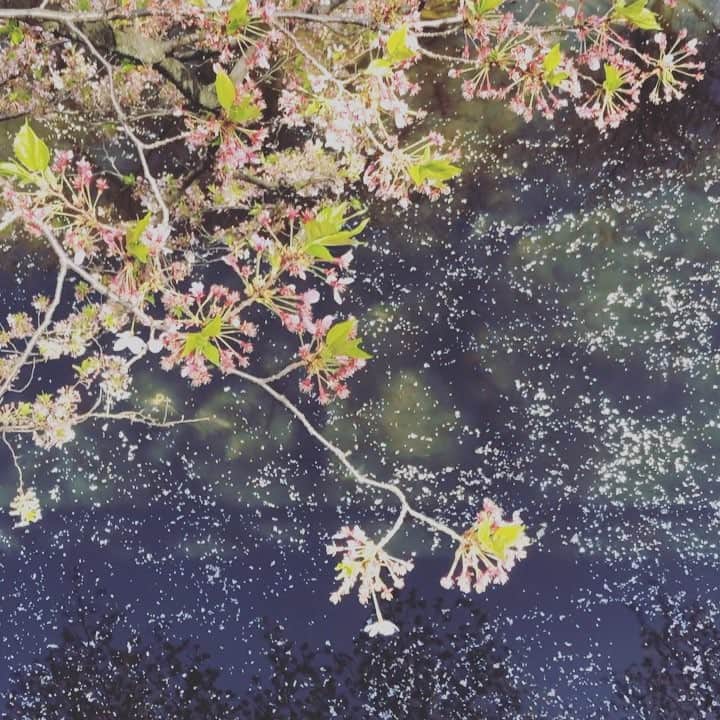 dorlisのインスタグラム：「春の鱗 #dorlis #桜 #葉桜 #川 #cherryblossom #japan #四季 #動画 #春 #散り際まで美しい」