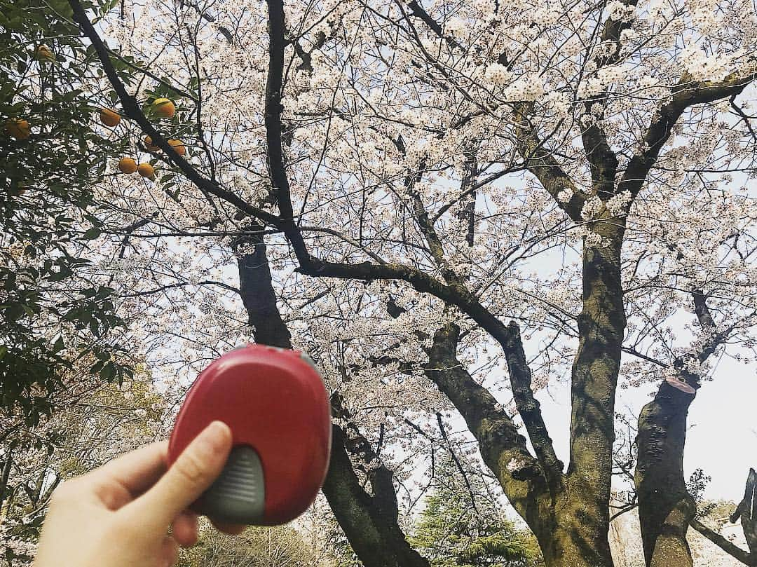 海老沢歯科医院（東京マウスピース矯正センター）のインスタグラム：「🌸🌸今日も綺麗です🌸🌸 #インビザライン #矯正 #マウスピース矯正 #美魔女 #モデル #タレント #歯並び #ホワイトニング #スマイル #歯列矯正 #矯正したい #矯正女子 #東高円寺 #杉並区 #丸ノ内線 #インビザライン専門医 #桜 #お花見 #花見 #春 #卒業 #公園 #orthopulse」