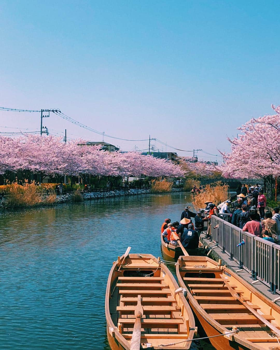 Ari Keitaのインスタグラム：「🌸Sakura🌸 . . . . . #streetphotography #streetshot #tokyostreet #people #documentary #documentaryphotography #documentaryphotographer #doc #vsco #iphonex」