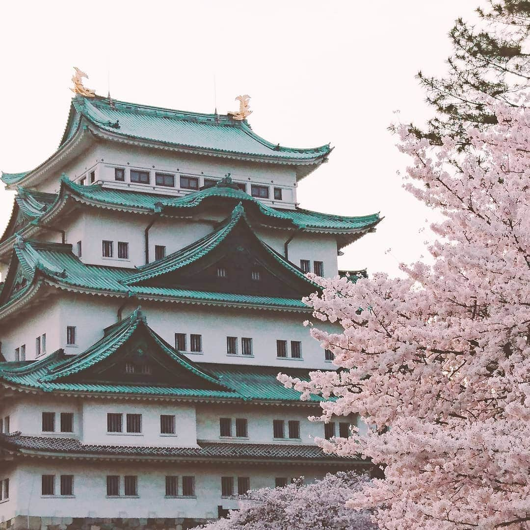 渥美彩羽のインスタグラム：「名古屋城の桜を見に行きました(*^^*) 満開でとっても綺麗でした(*´∇｀*)」