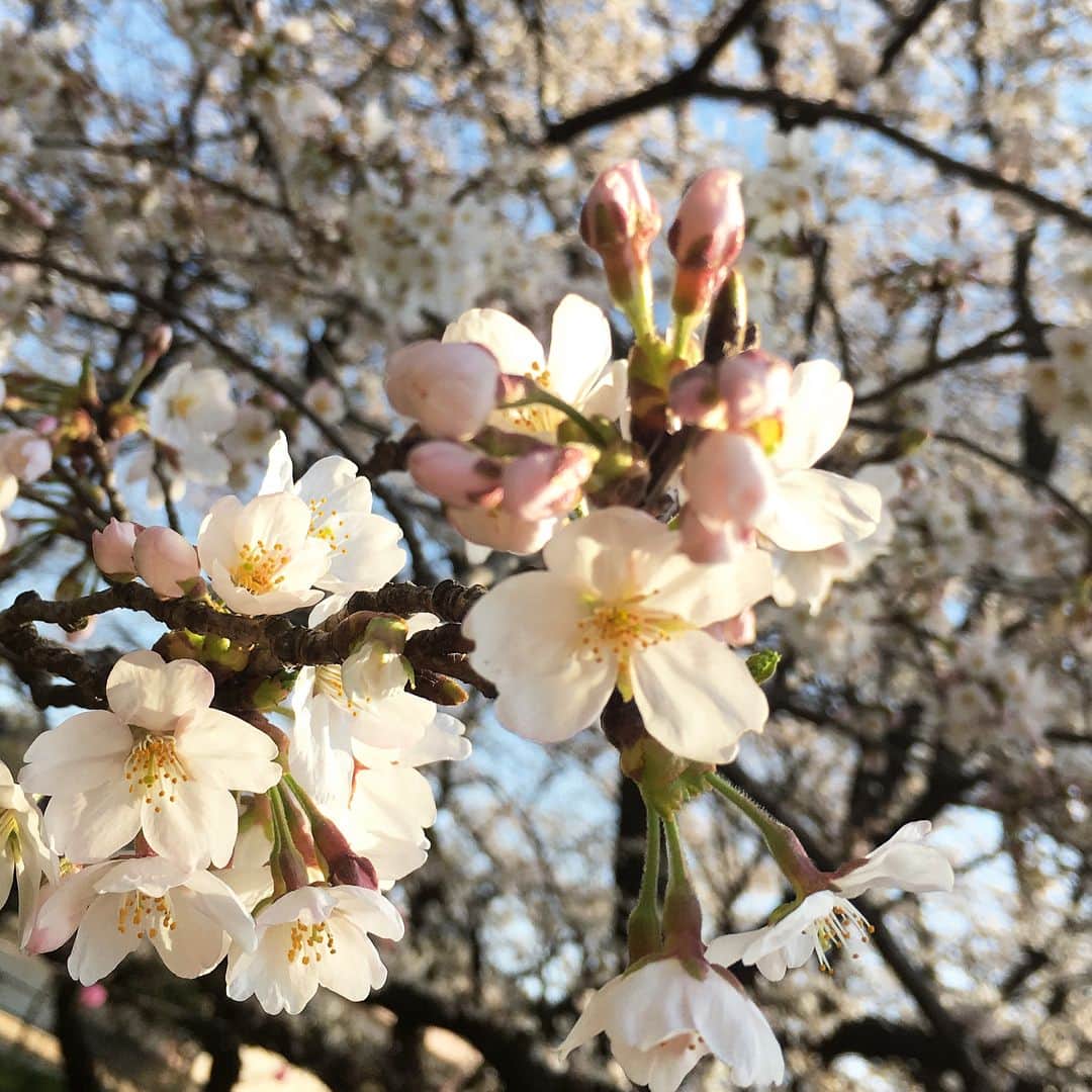 巴山萌菜さんのインスタグラム写真 - (巴山萌菜Instagram)「さくらの日ということで 今年、堪能したさくら達…♡ 今年スタバ飲めなかったのが残念だったけど、  #さくら #さくらの日 #桜 #桜味 #桜味推し #さくら好き」3月27日 14時05分 - mona_tomoyama