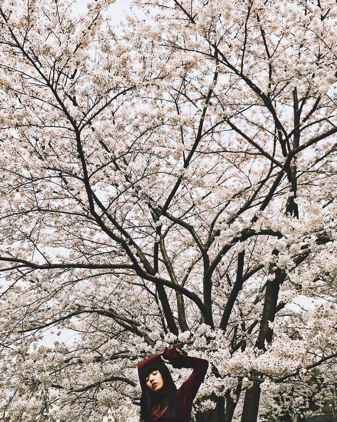 有泉智子さんのインスタグラム写真 - (有泉智子Instagram)「桜満開の中、あいみょん取材。」3月27日 15時02分 - tomoko_ary