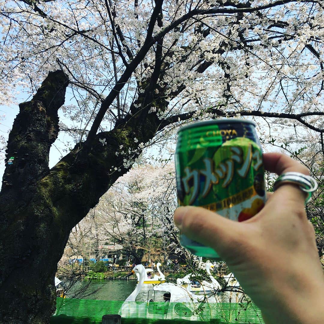 マキヒロチのインスタグラム：「アシスタントさん達とお花見🌸マキプロが花見やるとしたらやっぱ吉祥寺でしょ！ってことで井の頭公園へ。まだ八分咲きかな〜？みんなと久しぶりにニムトやジャングルスピードやって楽しかった🎲場所取りでグロッキーになってたアシさんおつかれさまでした🙏」