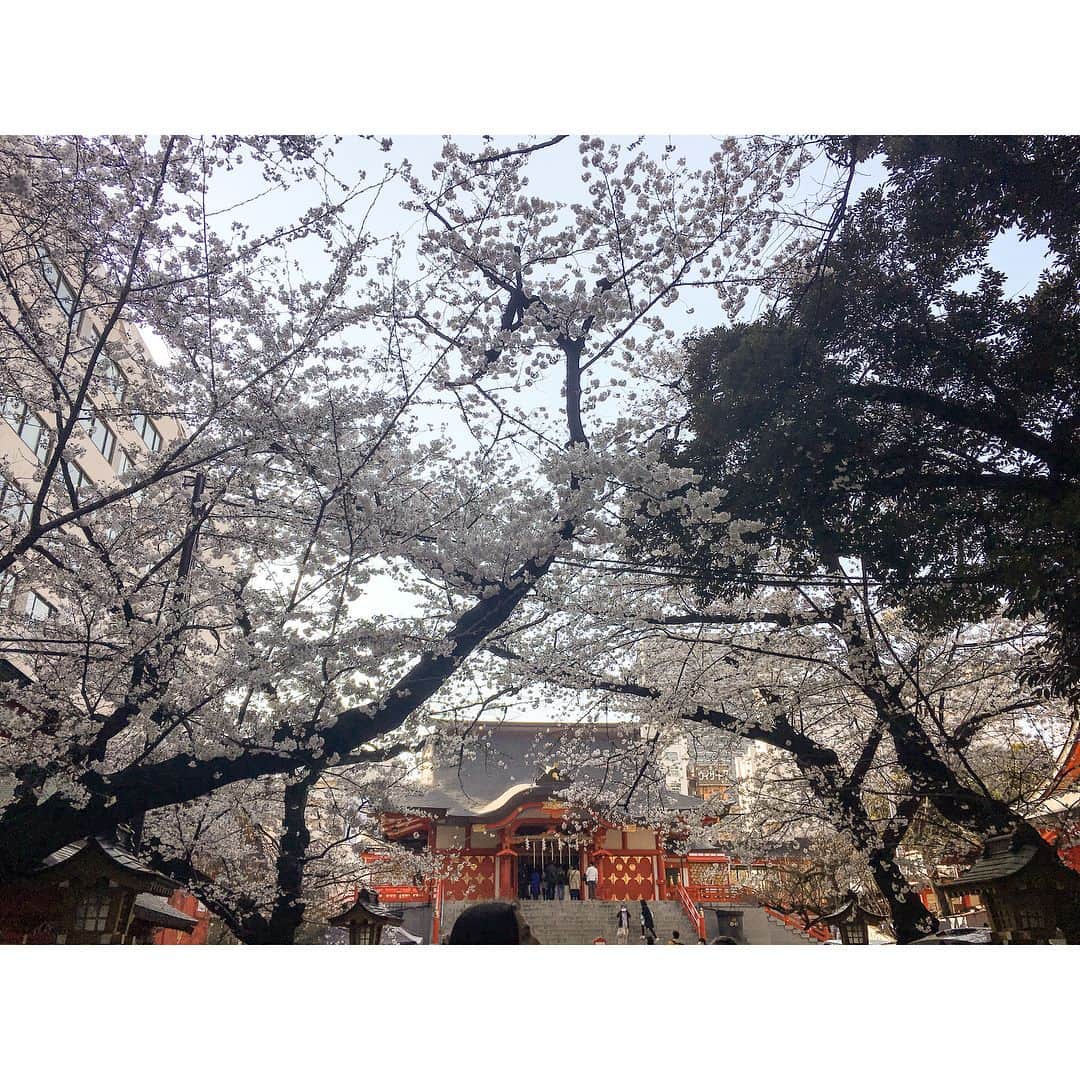 西島まどかさんのインスタグラム写真 - (西島まどかInstagram)「暖かくなると途端に出歩いてしまいますな🐛 お花見は、宴会せずにお散歩しながら派です。 お酒は帰ってからいただくのです。飲みたくなるのです。 ． #通りすがりの桜 #ロケ中の桜 #蚤の市の桜」3月27日 16時49分 - nishijima_madoka