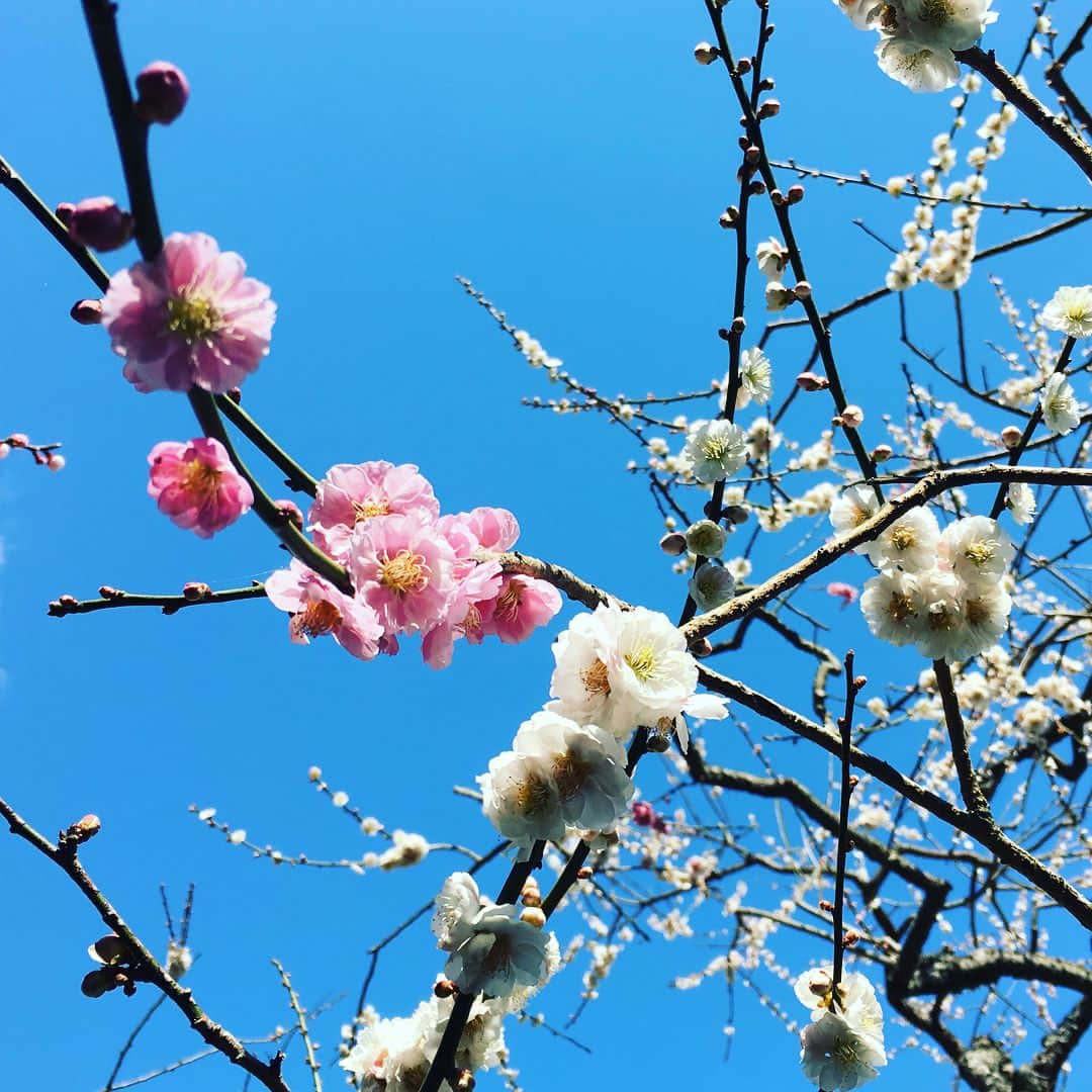堺瞳のインスタグラム：「富士市の岩本山公園で 1つの木から、ピンクと白の2色の花が咲く『思いのまま』という梅を発見🌸 このあと17時30分頃のさわやかウォーキングでご紹介します☺️ #静岡 #富士  #春 #思いのまま #とびっきりしずおか」