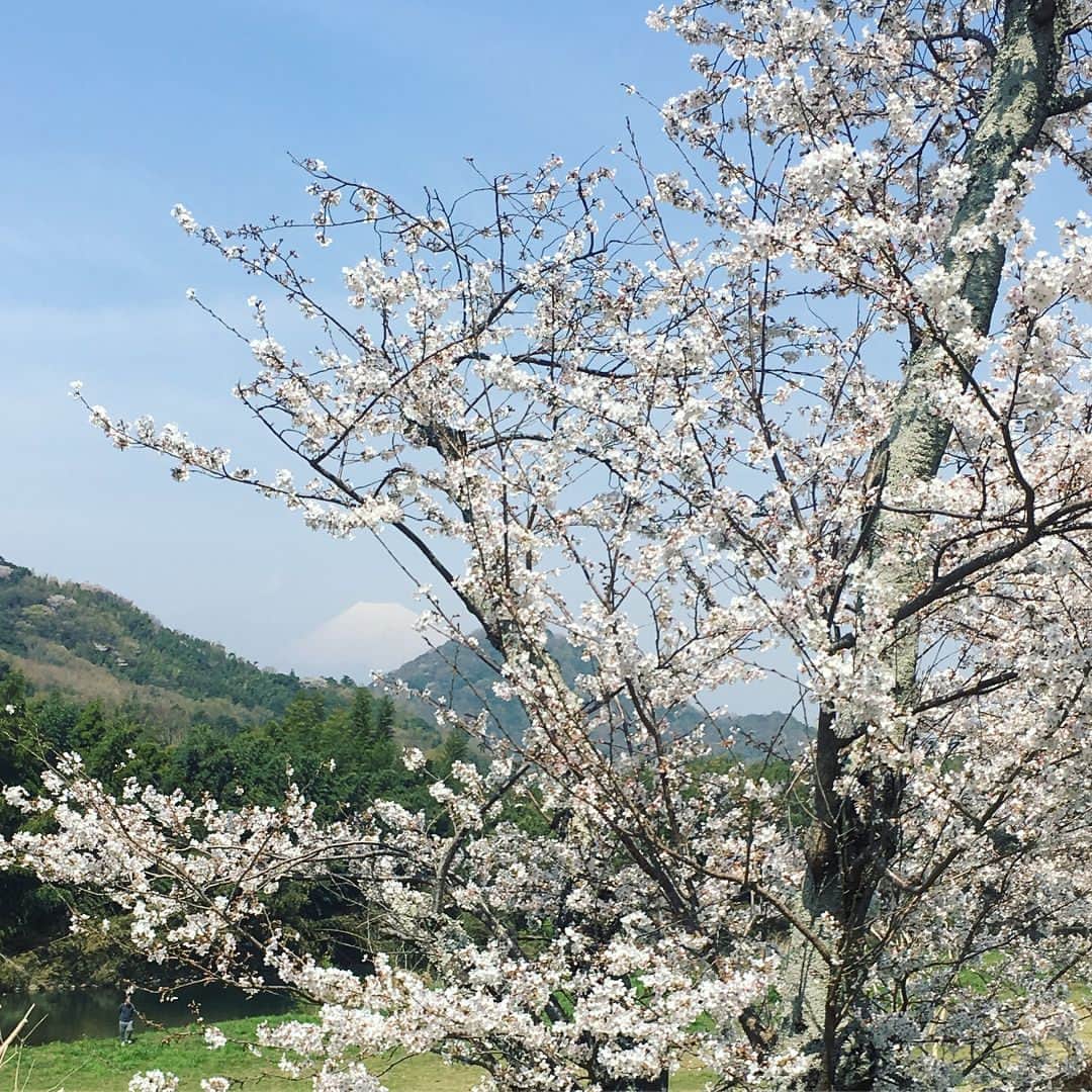 朝日奈丸佳さんのインスタグラム写真 - (朝日奈丸佳Instagram)「母と桜を見てきました。満開だったー！！！！天気も良くてぽかぽか。気持ちよかったです。 富士山うっすら。見えますか？ 桜と富士山って素敵だなぁ。  笑うと目がスーパーウルトラなくなっちゃうので、もう少し可愛い笑顔が出来るようにするというのが今年の目標です。  さ、ご飯食べて東京帰るだ。  #桜 #静岡 #富士山  #笑顔が1番  #目なくなっちゃうけど #まあいいか」3月27日 17時18分 - madoka_maru_hina