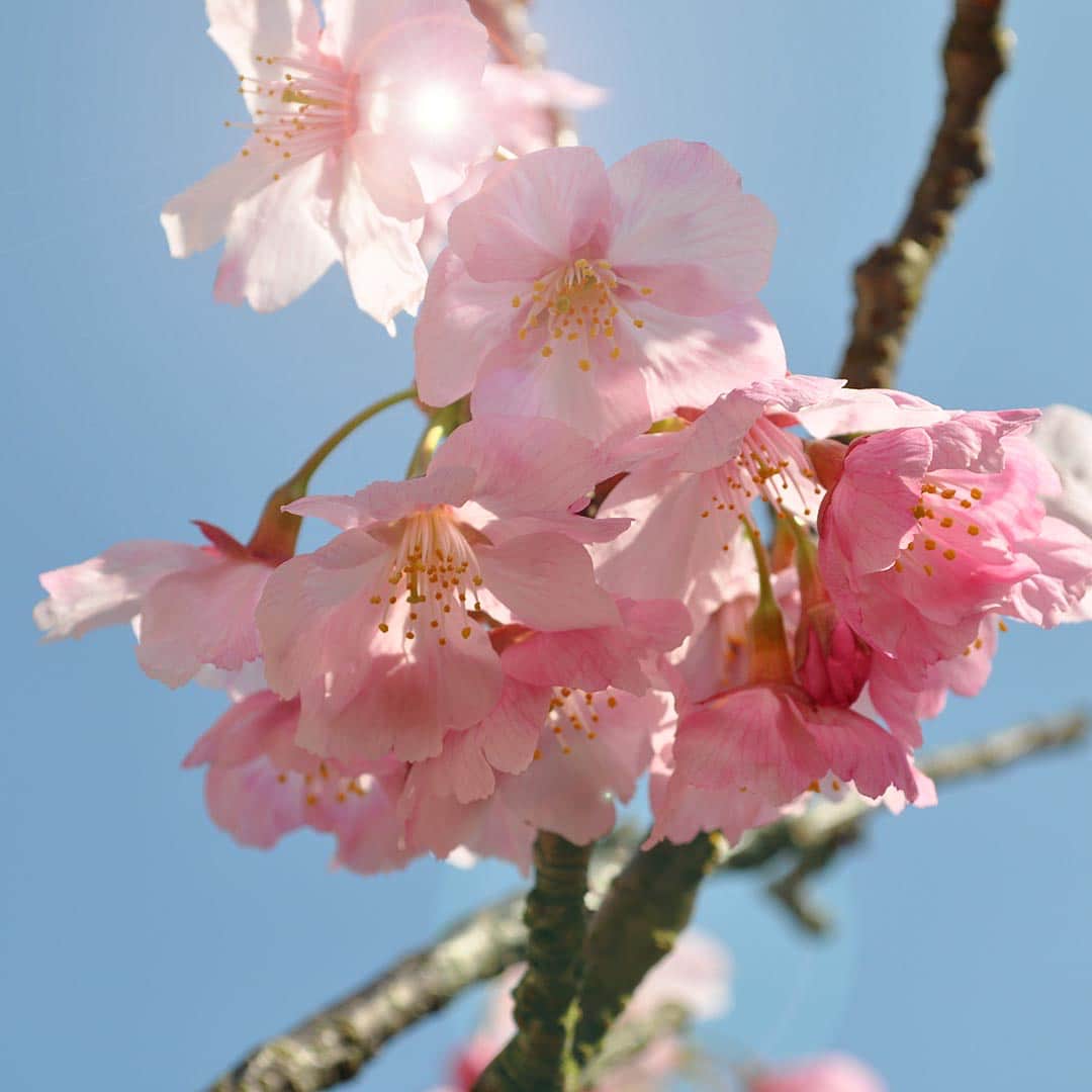 伯方塩業株式会社 伯方の塩さんのインスタグラム写真 - (伯方塩業株式会社 伯方の塩Instagram)「春うらら。伯方の塩 大三島工場でも『陽光桜』が見ごろを迎えています。 初代社長-高岡正明が世界平和を願って開発した品種です。濃いピンクが青空に映えます。 当社では、この桜の花を塩漬けにしておめでたい席では「桜湯」をいただいています。 工場見学の折りは、ぜひ桜もご覧になってください。 #陽光桜 #伯方の塩大三島工場 #塩工場 伯方の塩 #shio #salt #花見 #桜」3月27日 17時57分 - hakatanoshio_official