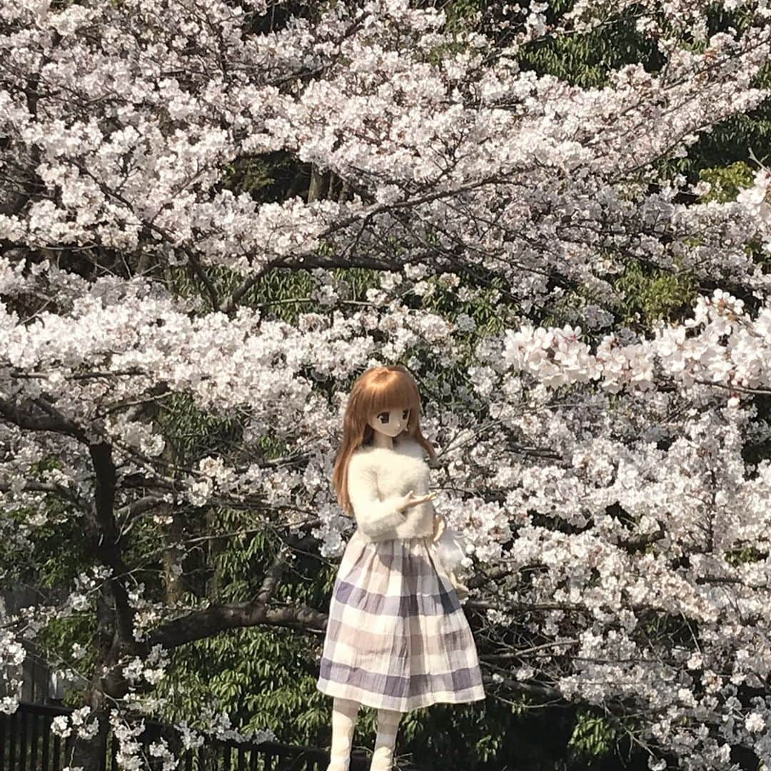 コギソマナさんのインスタグラム写真 - (コギソマナInstagram)「満開🌸満開🌸満開🌸 2枚目はおねえちゃんから届いたやつ🌸なぜりかちゃん。。👗 @やっとお花見できた🌸 @kanatsumuraありがとおー❤️ @kogisonofuku」3月27日 23時28分 - mana_kogiso