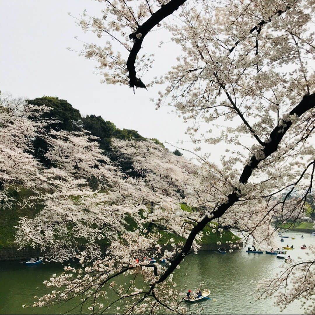 コギソマナさんのインスタグラム写真 - (コギソマナInstagram)「満開🌸満開🌸満開🌸 2枚目はおねえちゃんから届いたやつ🌸なぜりかちゃん。。👗 @やっとお花見できた🌸 @kanatsumuraありがとおー❤️ @kogisonofuku」3月27日 23時28分 - mana_kogiso