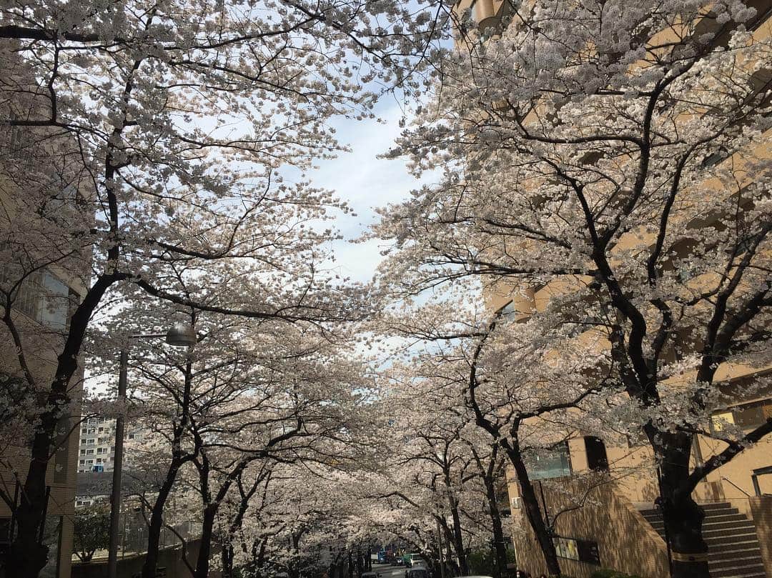 須黒清華のインスタグラム：「皆さん、 たくさんのコメント有難うございました✨ 全部読ませて頂いて、また泣きそうです😢 本当にたくさんの方に応援して頂けていたことが実感出来て、感謝の気持ちでいっぱいです✨ 日に日に寂しさは募りますが、これでお別れではないですからね‼︎ 番組で得たものを生かして、これからも頑張っていきます‼︎ 出会いと別れのこの季節🌸 きっと私と同じように新しい道へ進む方も多いですよね！ 切なさも寂しさもあるけれど、笑顔で一歩前へ‼︎」