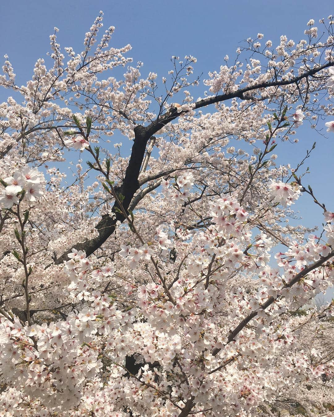 三原勇希さんのインスタグラム写真 - (三原勇希Instagram)「毎日投稿が桜ばっかりだけど こんなに綺麗だから仕方ない  #桜前線二〇一八」3月28日 16時45分 - yuukimeehaa