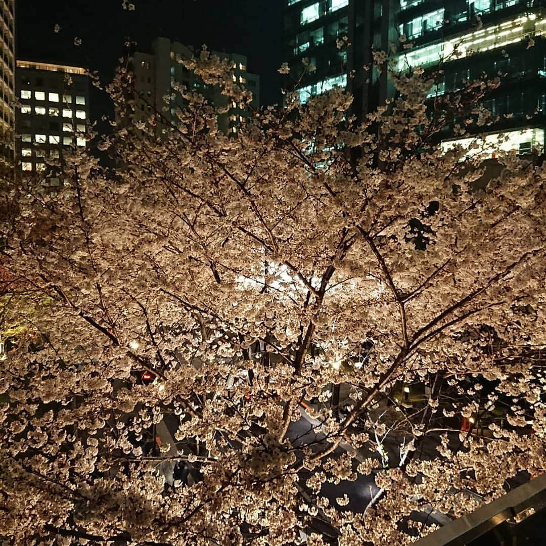 三浦真理子さんのインスタグラム写真 - (三浦真理子Instagram)「夜桜見てきたよ🌸✨ ライトアップされた桜キレイだった😍💗 1枚目がお気に入り😄  #夜桜 #夜桜ライトアップ #桜 #桜まつり #さくら #cherryblossom #アークヒルズ #六本木 #roppongi #夜景 #スワイプしてね #followme #月と桜 #日本 #japan #人気 #歴史 #今日も頑張ろう 🎵」3月28日 11時27分 - marigram.22