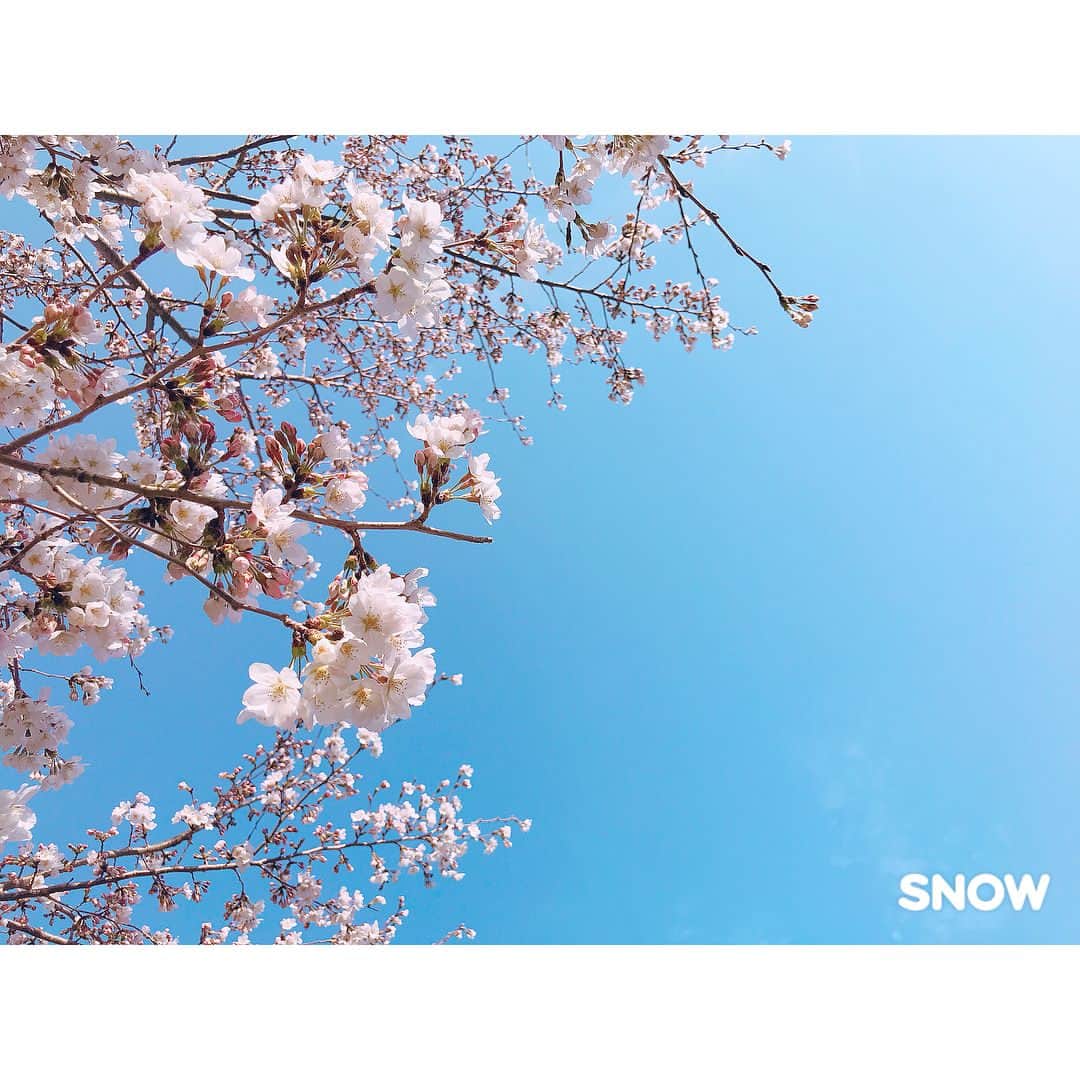 Kyooonさんのインスタグラム写真 - (KyooonInstagram)「* * 明日明後日くらいが満開なのかな🌸 友達が今日赤ちゃんが生まれるぽくって 私じゃないのにそわそわそわそわ。 ドキドキドキドキ。 桜の季節にお誕生日って素敵やなぁ🌸🌸🌸 * * * 空フィルターで夜桜っぽく加工🌠 #外カメ時代#snowcam#カメラ女子 ハッシュタグをつけてSNOWの外カメで撮影した写真を投稿すると、優秀な作品がSNOWの交通広告に選ばれるコンテスト開催中みたいです😊」3月28日 16時56分 - fancykyon