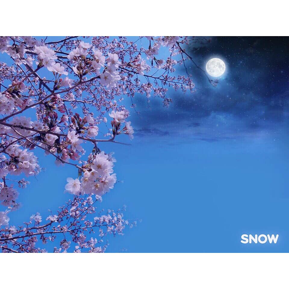 のインスタグラム：「* * 明日明後日くらいが満開なのかな🌸 友達が今日赤ちゃんが生まれるぽくって 私じゃないのにそわそわそわそわ。 ドキドキドキドキ。 桜の季節にお誕生日って素敵やなぁ🌸🌸🌸 * * * 空フィルターで夜桜っぽく加工🌠 #外カメ時代#snowcam#カメラ女子 ハッシュタグをつけてSNOWの外カメで撮影した写真を投稿すると、優秀な作品がSNOWの交通広告に選ばれるコンテスト開催中みたいです😊」