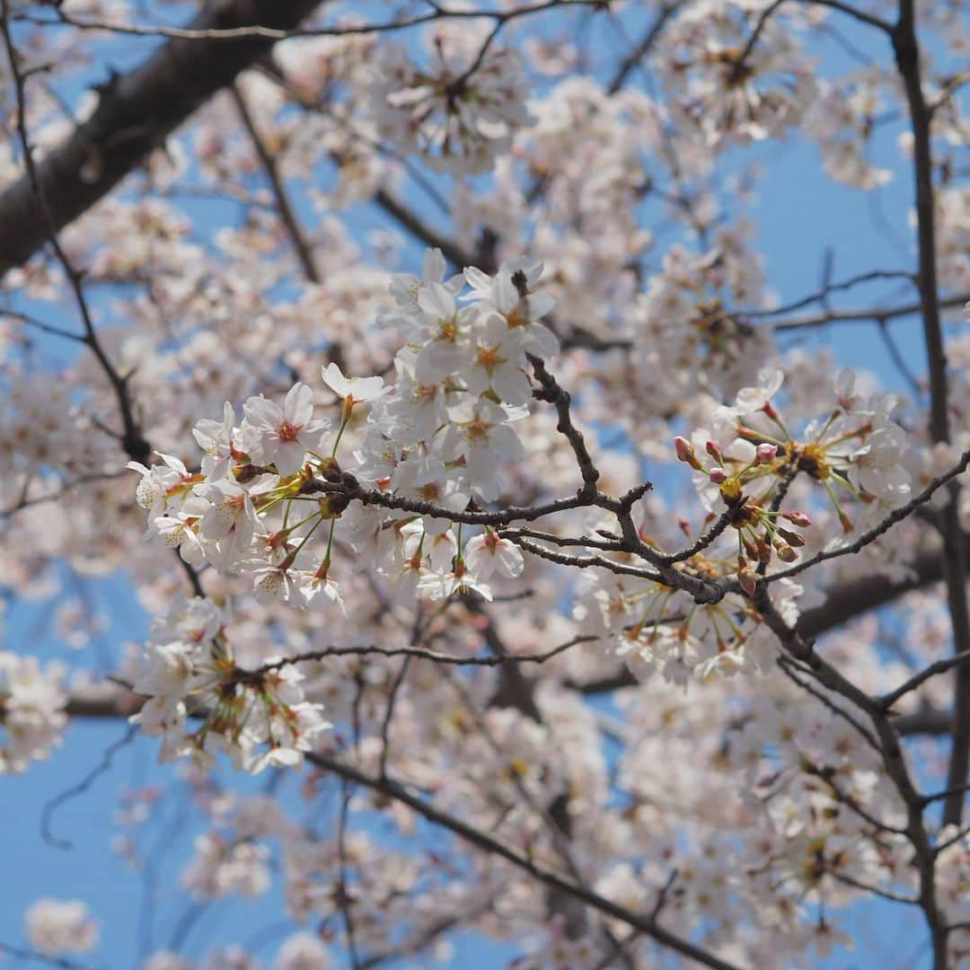 悠木イヴさんのインスタグラム写真 - (悠木イヴInstagram)「お散歩して桜を撮ってきたよ📸 綺麗だね🌸.* 散ってきたら、また撮りにいこうかな。 #春 #桜 #OLYMPUS」3月28日 12時28分 - eve_yuki_official