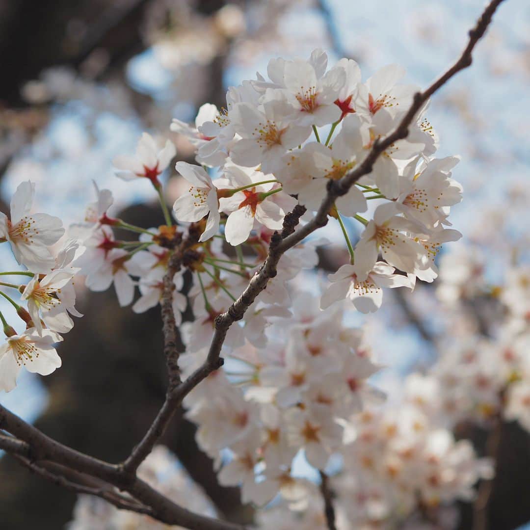 悠木イヴのインスタグラム：「お散歩して桜を撮ってきたよ📸 綺麗だね🌸.* 散ってきたら、また撮りにいこうかな。 #春 #桜 #OLYMPUS」