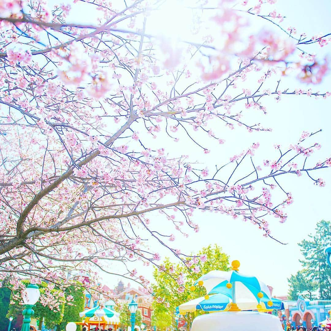 東京ディズニーリゾートさんのインスタグラム写真 - (東京ディズニーリゾートInstagram)「Is this your favorite season? わくわくしてきた～🌸🌸🌸 #toontown #tokyodisneyland #tokyodisneyresort #cherryblossom #トゥーンタウン #東京ディズニーランド #東京ディズニーリゾート #桜」3月28日 12時58分 - tokyodisneyresort_official