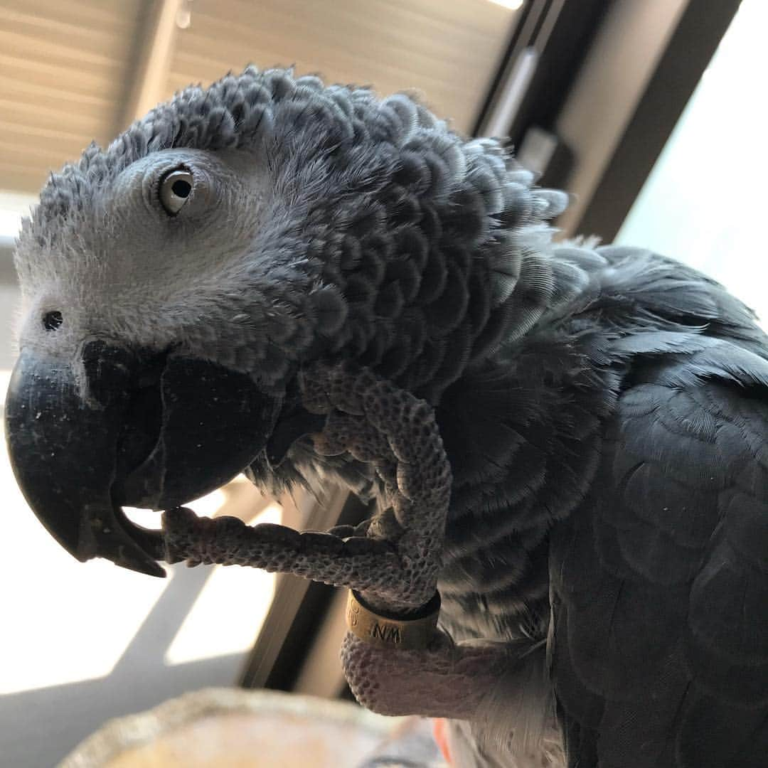 内田美奈子のインスタグラム：「あごー  #africangrayparrot #parrot #ヨウム」