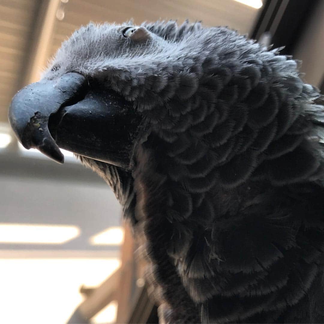 内田美奈子のインスタグラム：「めだまー  #africangrayparrot #parrot #ヨウム」