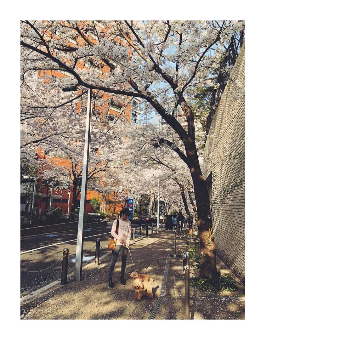 堤礼実さんのインスタグラム写真 - (堤礼実Instagram)「りんさん、あんさんを連れて母とお花見へ🌸 . #良いお天気で心もポカポカ #明日は私にとって #めざましアクア 最終日 #大好きなスタッフさん、出演者の方々と最後まで走り抜けます！」3月28日 18時24分 - reimi_tsutsumi1123