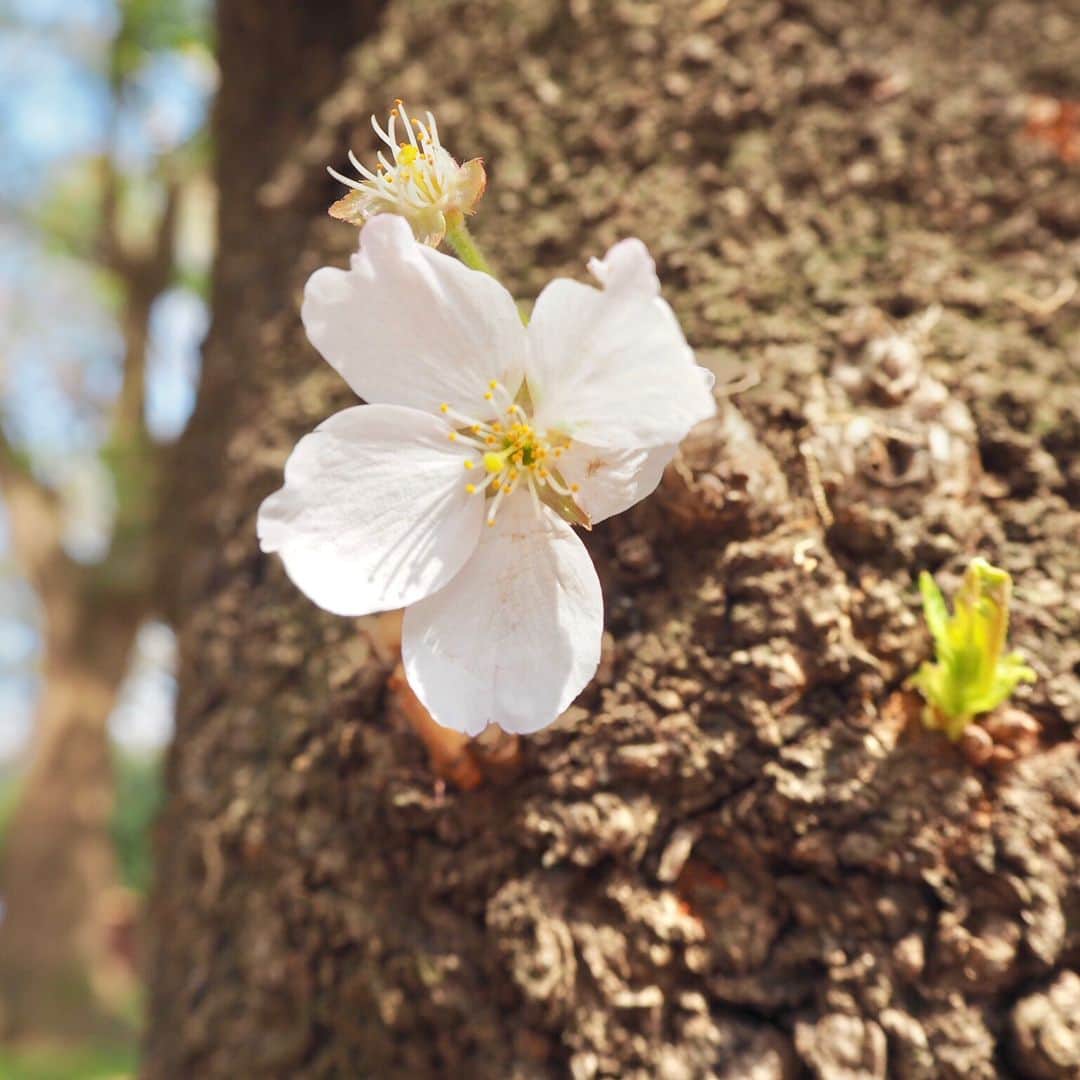 ゆきぽよさんのインスタグラム写真 - (ゆきぽよInstagram)「ゆまちさんとお花見してきた🌸♡ #お花見 #花見 #ちっぽよ #ちっぽよtv #桜 #cherryblossom」3月28日 19時19分 - poyo_ngy