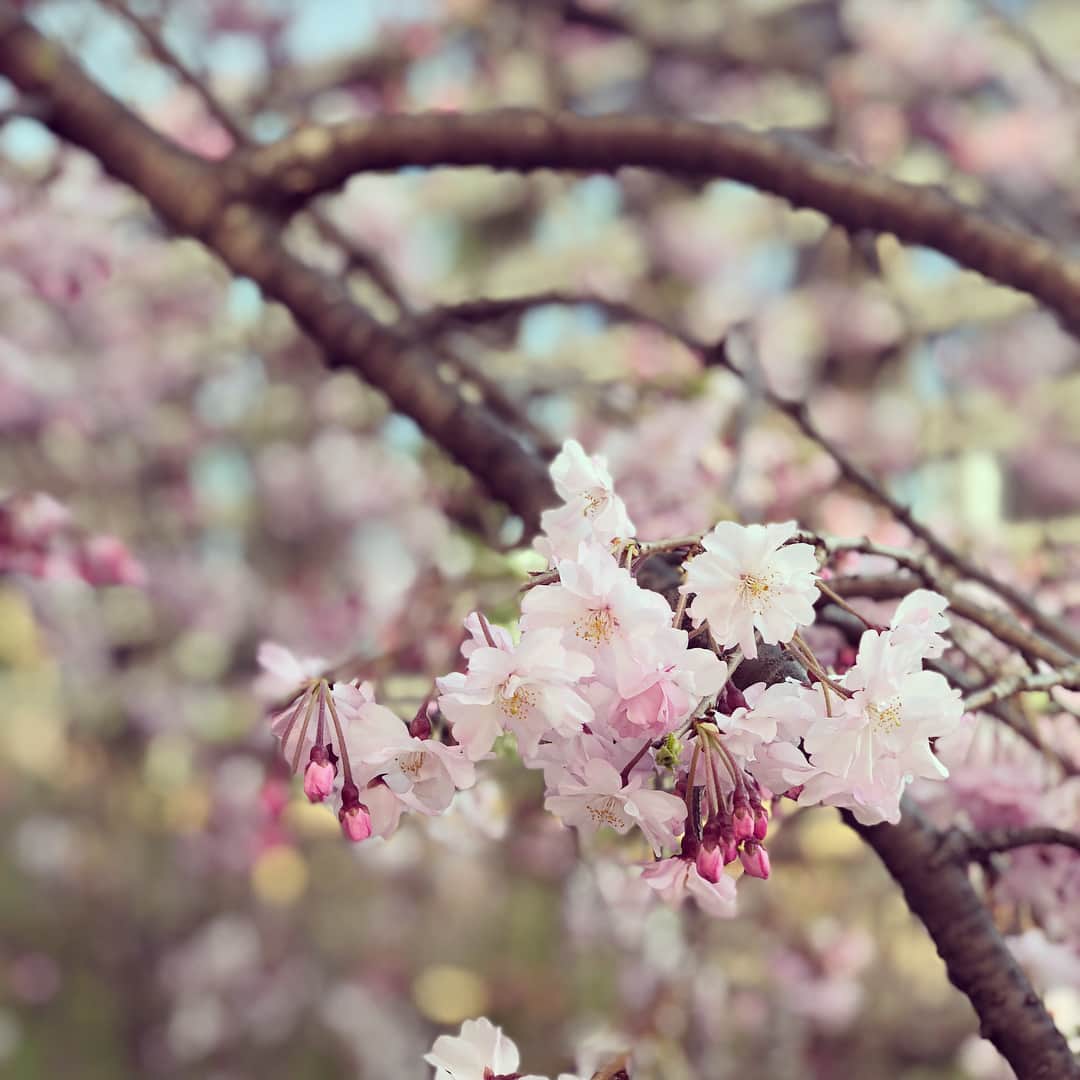 渡辺早織さんのインスタグラム写真 - (渡辺早織Instagram)「明日はZIP!スタジオ出演します。 蓮華ちゃんのロケをしっかり読んできます❗️ そしてこないだまりちゃんとお花見したよ🌸なんと2人でお花見、三年連続です。 まりちゃんと出会って丸5年。出会いと別れを感じる春です。今年はそんな春がとても好きです。 では明日のZIP!ぜひチェックしてください☺️🌸🌸 #ziptv #曽田茉莉江 #zipfamily #来年もまたお花見しよう #違う景色が見られるかな」3月28日 21時15分 - _watanabesaori_
