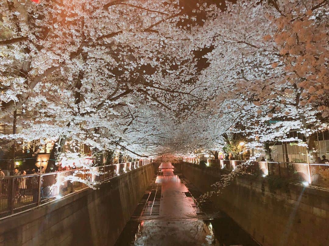 深川麻衣 さんのインスタグラム写真 - (深川麻衣 Instagram)「🌸 友達と夜桜を見に目黒川へ！ 東京に来てもう結構たつのに、 ちゃんとお花見したの今年が初めてでした。 はぁーーー綺麗だった…。 信じられないぐらい幻想的でした＊」3月28日 23時10分 - fukagawamai.official