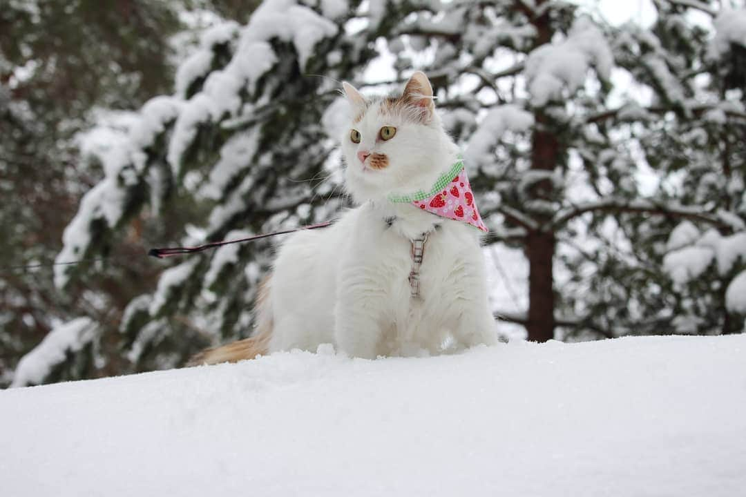 Swedish Cat Mafiaのインスタグラム：「You know it's cold outside when you go outside and it's cold ❄ #SwedishCatMafia #SussiStrawberryShortcake #nolababiesbandana .」