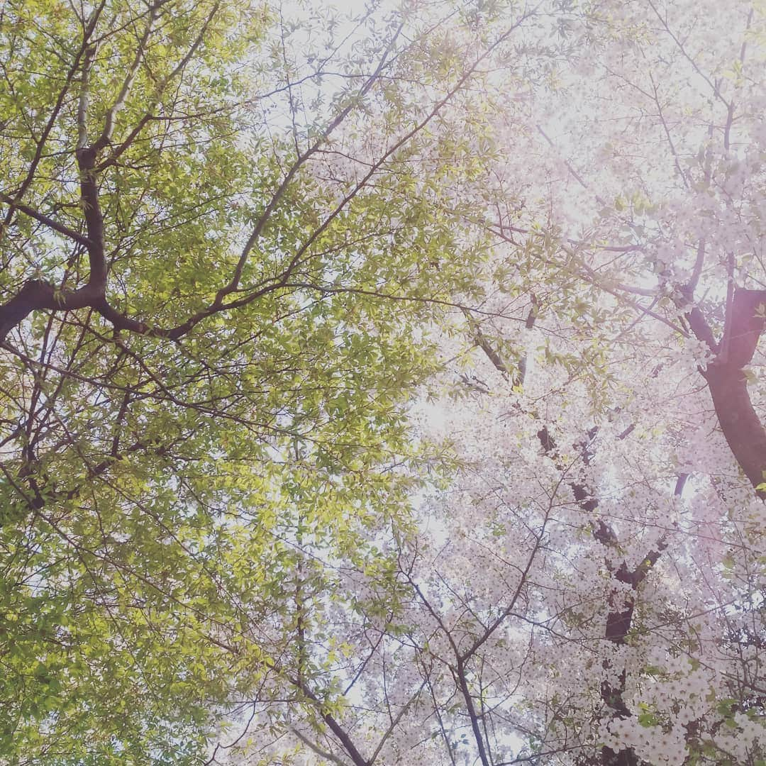 甲斐まり恵さんのインスタグラム写真 - (甲斐まり恵Instagram)「若葉と一緒(^^)どちらもステキね  #桜 #若葉 #コラボ #どちらも #ステキ #生命力 #パワー #エネルギー #元気をあげる #嬉しさ #感謝 #一緒」3月29日 0時07分 - marie_kai_0613