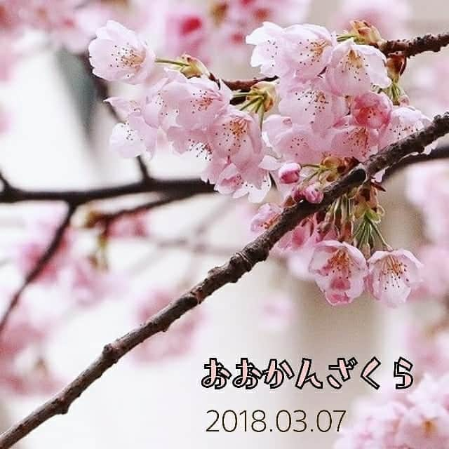 熱海市さんのインスタグラム写真 - (熱海市Instagram)「世間はお花見シーズン真っ盛りですが、ここで今シーズンの熱海の桜を振り返ってみましょう。  #熱海 #桜 #さくら #ヒマラヤザクラ #あたみ桜 #大寒桜 #ソメイヨシノ #花 #atami #cherryblossom #sakura #japan #去年の #11月から #始まる #振り返り #桜って #一口に言っても #みんな個性が #あるんだね #みんなは #どの桜が #好き？」3月29日 11時08分 - atami_official