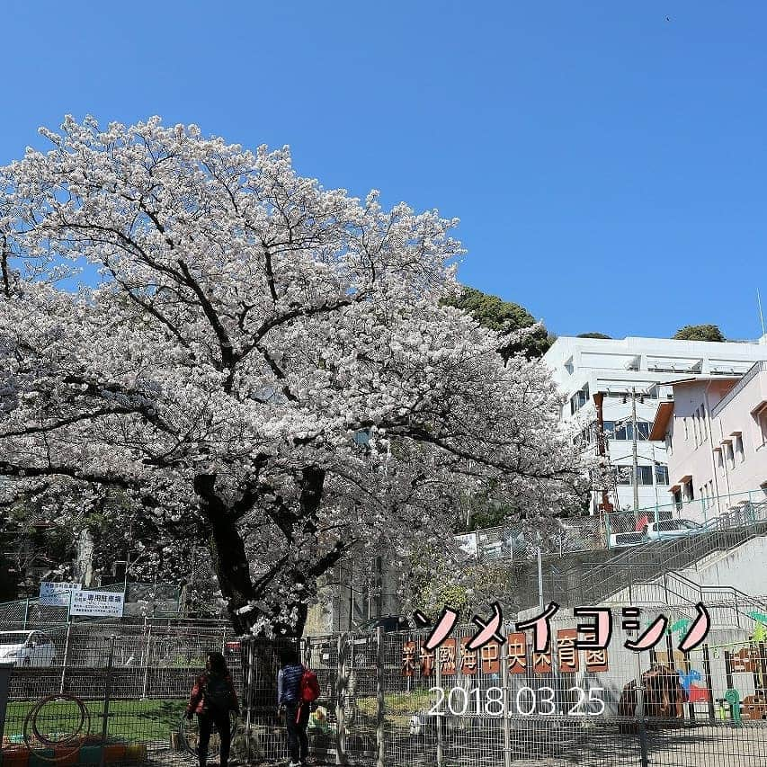 熱海市さんのインスタグラム写真 - (熱海市Instagram)「世間はお花見シーズン真っ盛りですが、ここで今シーズンの熱海の桜を振り返ってみましょう。  #熱海 #桜 #さくら #ヒマラヤザクラ #あたみ桜 #大寒桜 #ソメイヨシノ #花 #atami #cherryblossom #sakura #japan #去年の #11月から #始まる #振り返り #桜って #一口に言っても #みんな個性が #あるんだね #みんなは #どの桜が #好き？」3月29日 11時08分 - atami_official