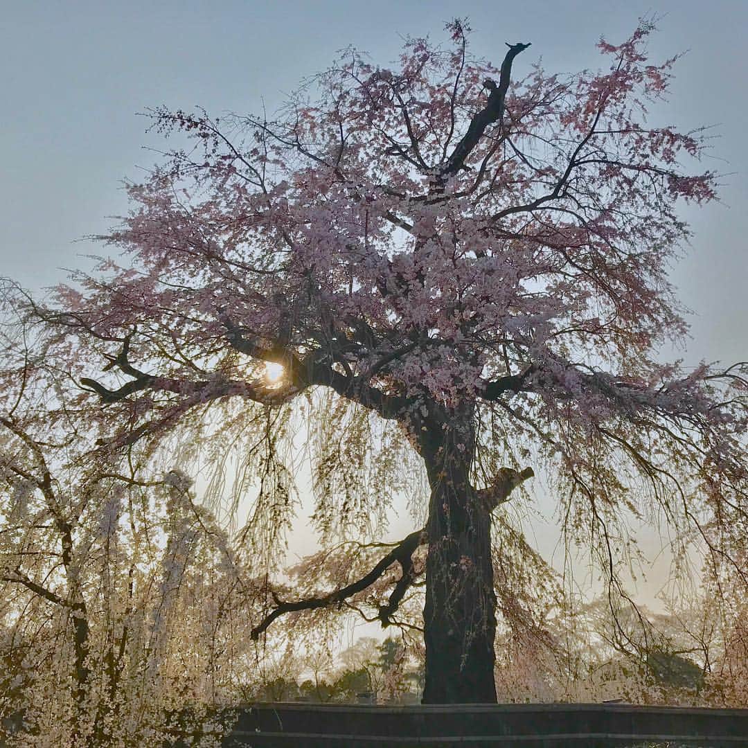 若村麻由美さんのインスタグラム写真 - (若村麻由美Instagram)「❣️アタシにとって桜は、あまりに美しく、あまりに哀しい…… . 桜ばな いのちいつぱいに 咲くからに いのちをかけて わが眺めたり（岡本かの子） . 数日前撮影が早く終わった日の京都円山公園、二代目の一重白彼岸枝垂桜🌸昔とは違う姿…樹齢92年とか… . #若村麻由美 #フォロー #ありがとうございます #苦手に挑戦 #タッチパネル #SNS #支えてくれる #あなたのおかげ #😍 #これからも #支えてね #😅 #円山公園 #しだれ桜 #180度 #3枚」3月29日 9時51分 - mayumiwakamura_official