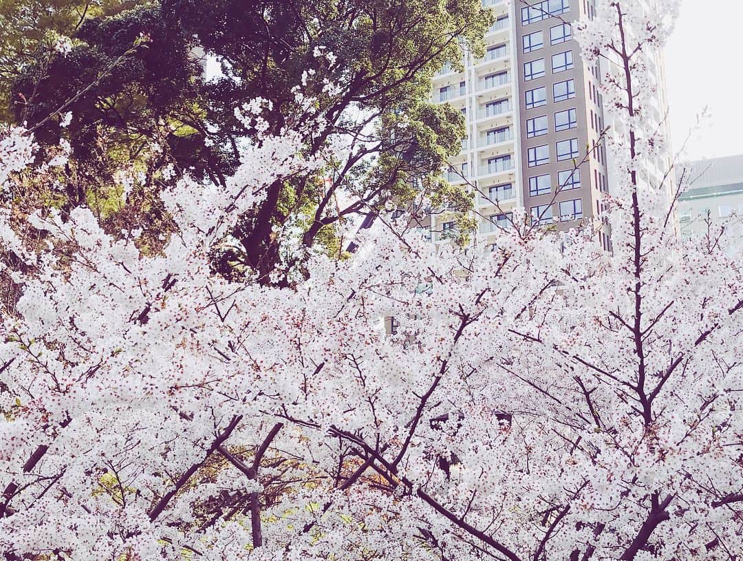 眞木美咲パメラさんのインスタグラム写真 - (眞木美咲パメラInstagram)「🌸 . お仕事終わりに一人でお花見してきたよ💗 桜の写真って撮りすぎちゃうよね🙈 目黒川に花びらが浮いてて上も下も綺麗でした😚 お団子が売ってたんだけど桜の前で売るとかずるい。 もちろん買いましたよ。🍡🍡 わざわざ袋からだして写真撮ったよ。 食べないでしまったよ😂😂 とても美味しかったから目黒来た際はぜひ← 最後から2枚目の写真みたいな桜並木をお散歩するのが好きなんだけどわかってくれる人いますか？😇 . #桜 #三色団子 #定番やりたがり #お花見 #目黒川 #泉ガーデン #cherryblossom #tokyo」3月29日 20時38分 - pamypamypamy