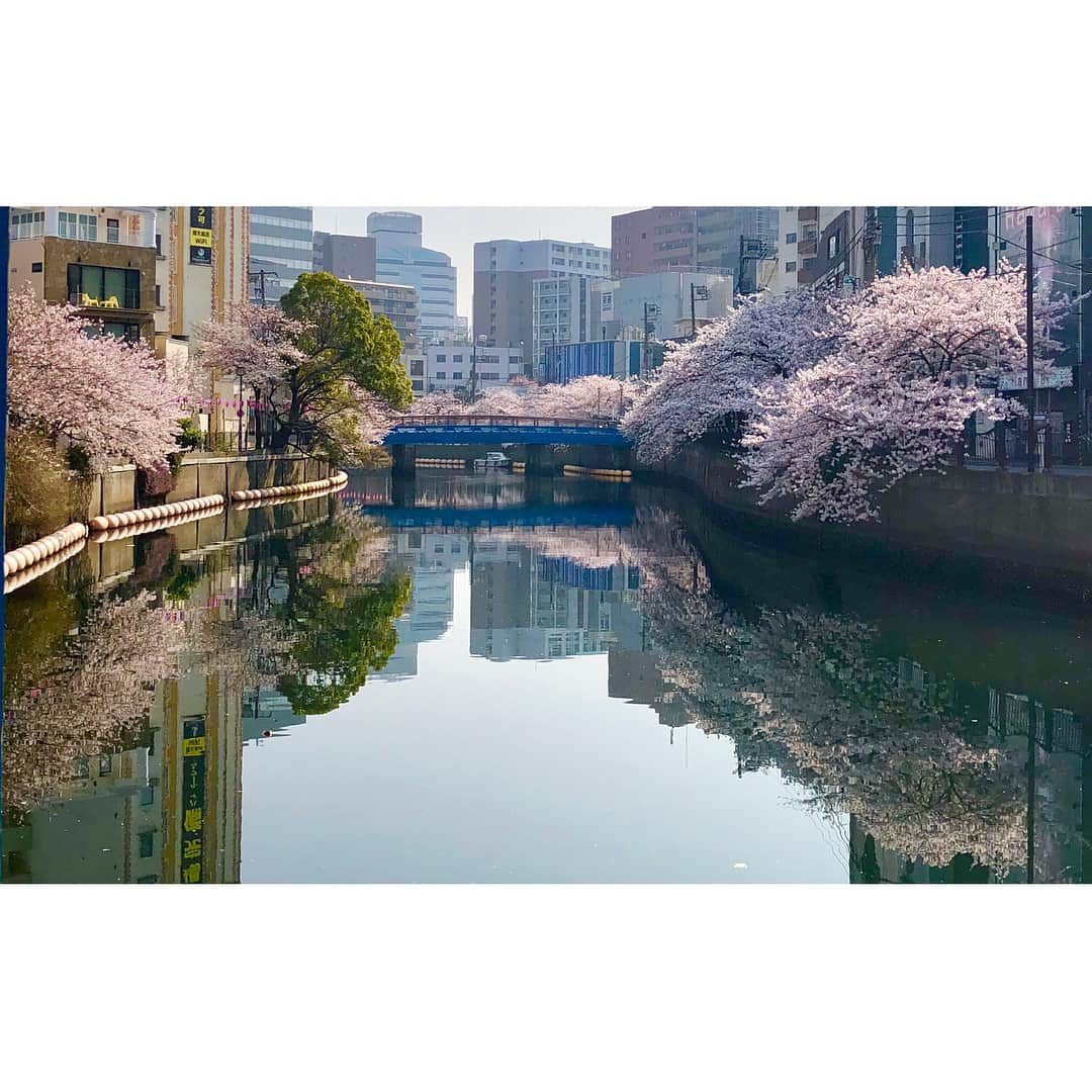 蒼井そらさんのインスタグラム写真 - (蒼井そらInstagram)「Season of cherry blossoms in JAPAN now. The best time to see is about a week in a year. Cherry blossoms street are very very wonderful!! Japanese love “SAKURA”🌸 #桜木町 #目黒川 #さくら #花見 #cherryblossom」3月29日 11時39分 - aoi_sola